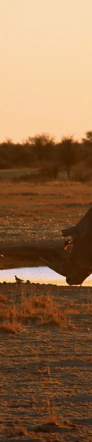 Sei den Nashörnern auf der Spur